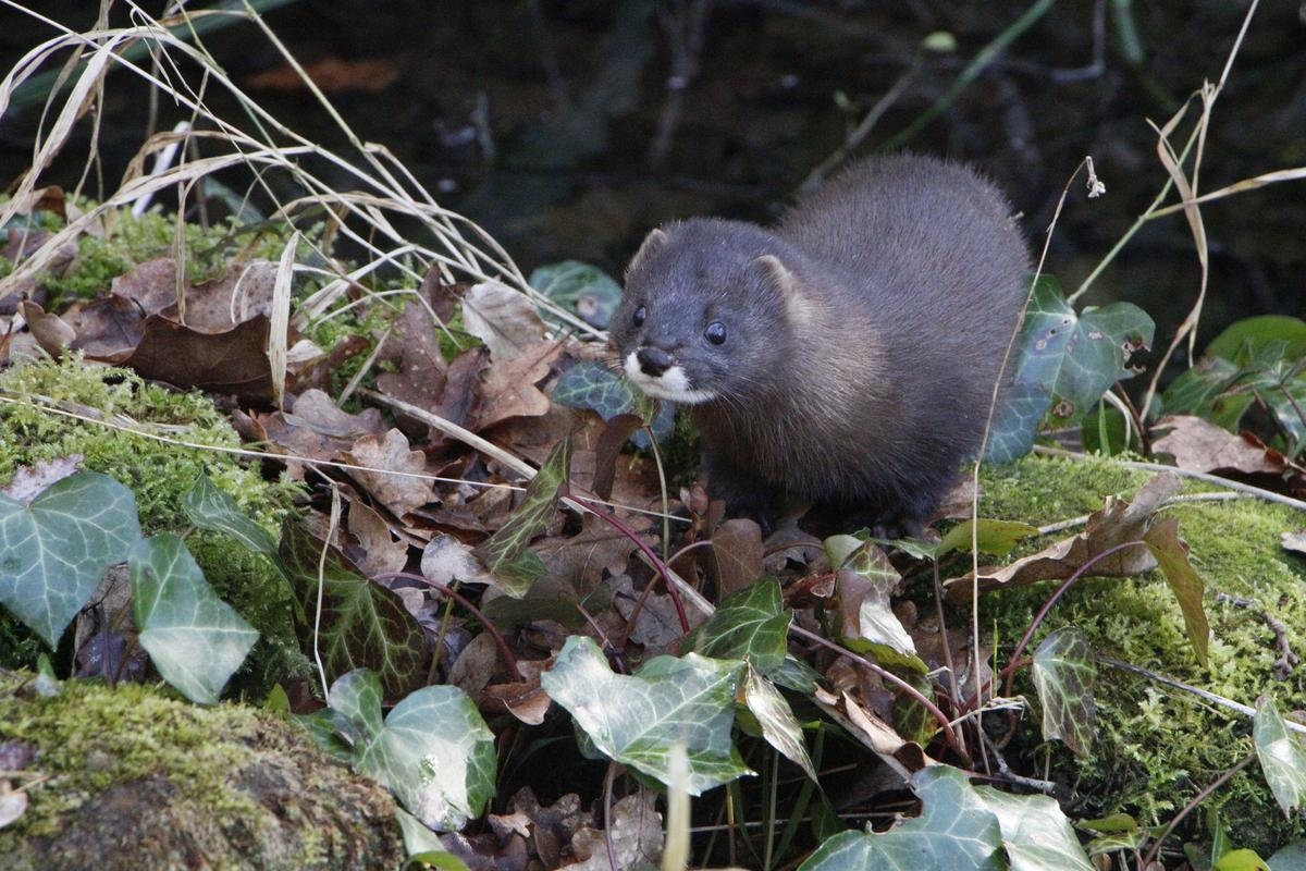 Calviac-en-Périgord: la Festa Europea del Visone torna alla Riserva Zoologica