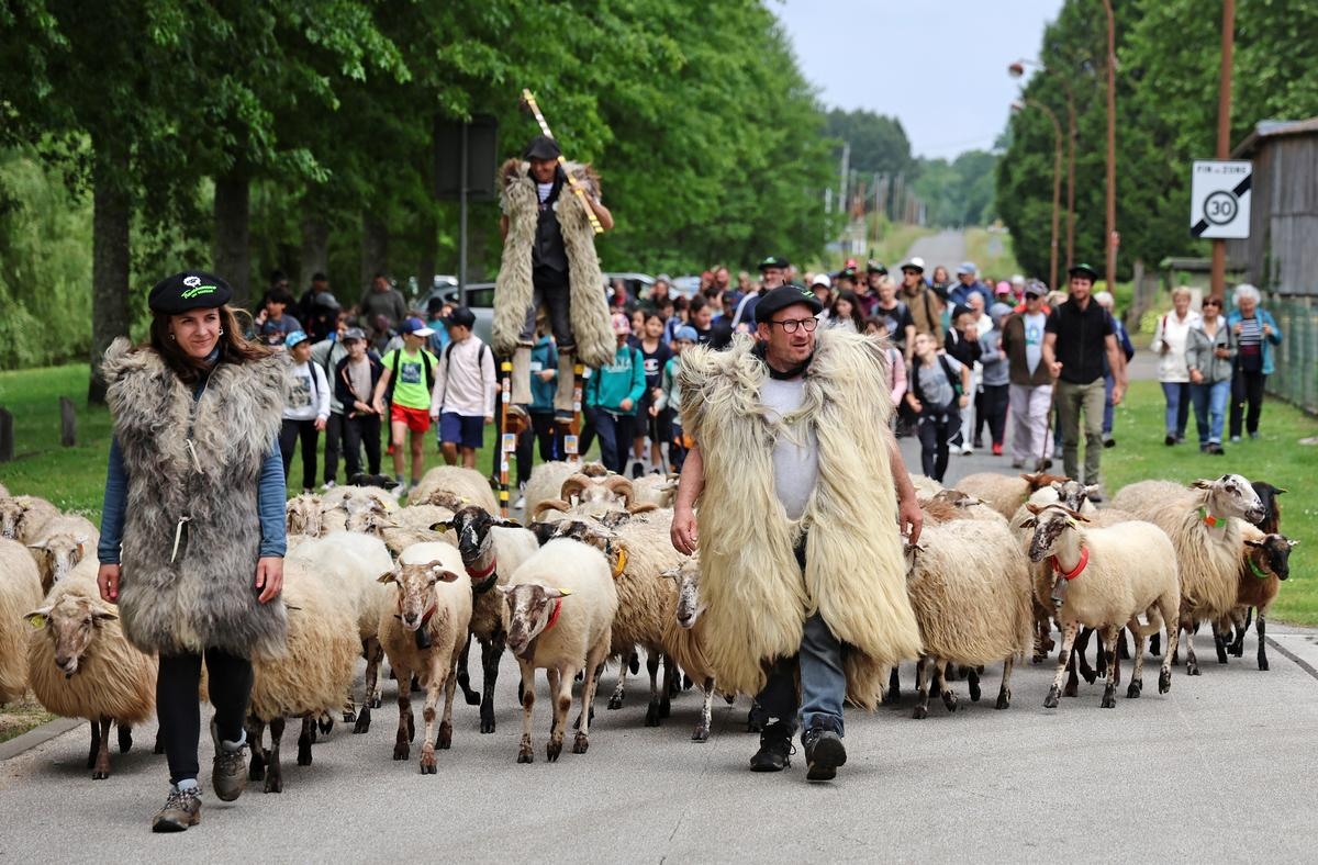 “Passing on Landes traditions is essential”: 75 sheep and dozens of walkers for transhumance in Marsan