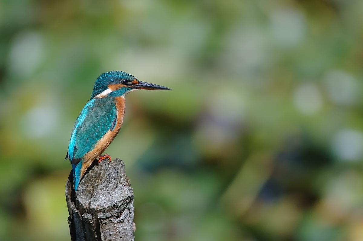 Feiertage in den Landes: La Leyre,
wildes Juwel der Landes, Spaziergänge und Aktivitäten