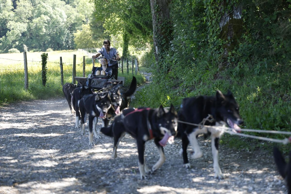 Vídeo. Dordonha: Um musher profissional oferece experiências de trenós puxados por cães