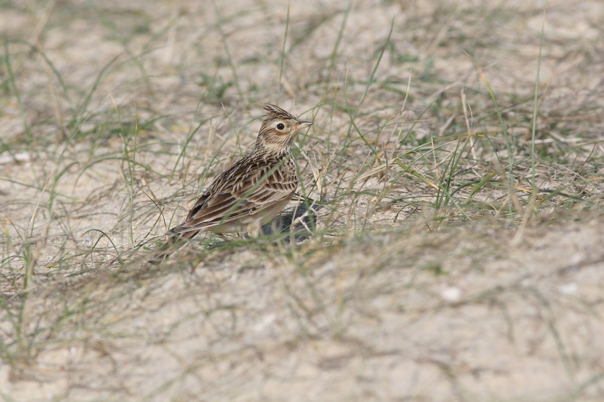 Dieren hebben talent: “Contact met vogels verlaagt onze cortisolspiegel, het stresshormoon”