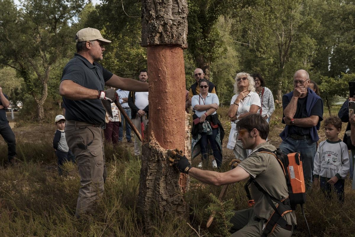 „Präzision, Fingerfertigkeit und Ausdauer“: Die Korkeichenernte in den Landes ist in vollem Gange