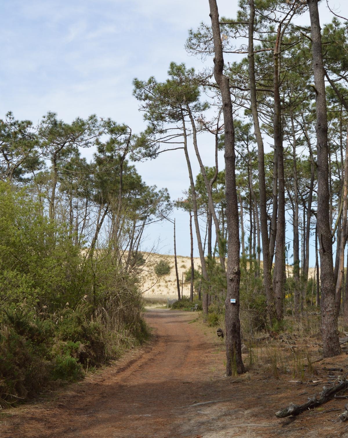 Mimizan: uma caminhada para reconectar a floresta, as dunas e o oceano