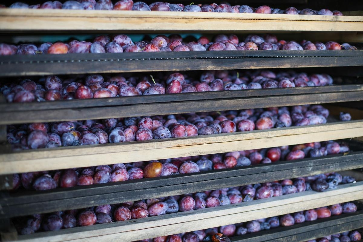 Colheita de ameixa: clima impacta volume de produção