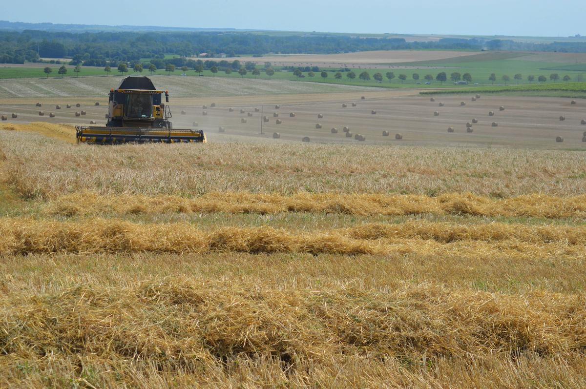 Mudanças climáticas: rendimentos agrícolas estão cada vez mais flutuantes, segundo estudo