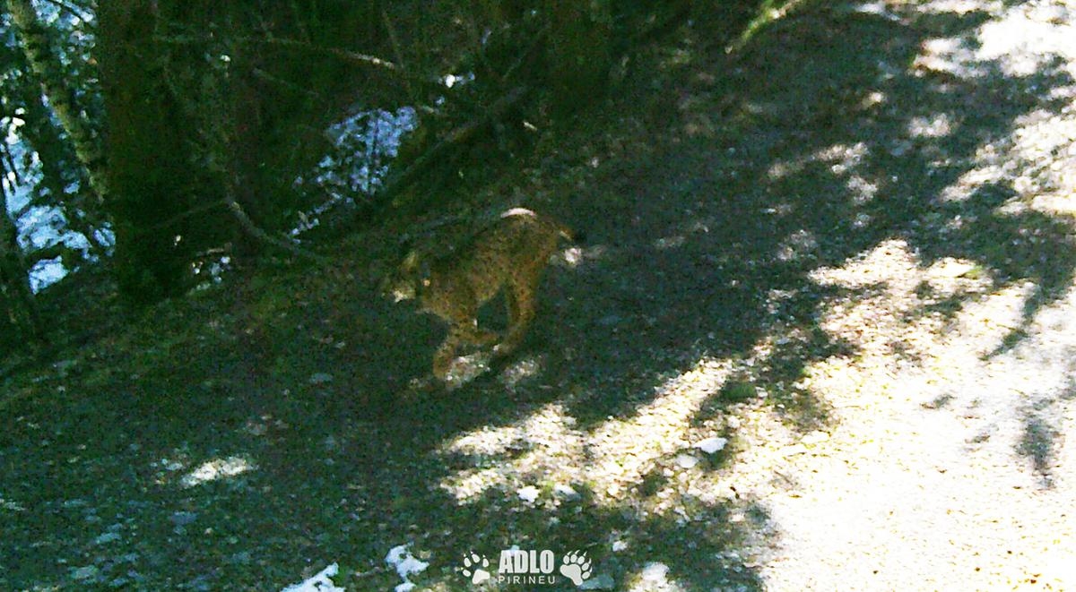 Un lince filmado en los Pirineos, una primicia en un siglo