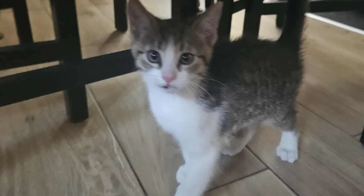 Un gattino cerca casa!