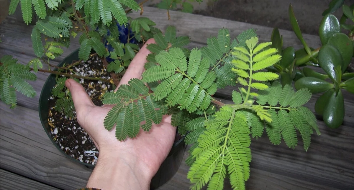 De Braziliaanse plant jurema preta is effectief in de strijd tegen depressie. "We hebben patiënten die een aanzienlijke verbetering hebben laten zien"