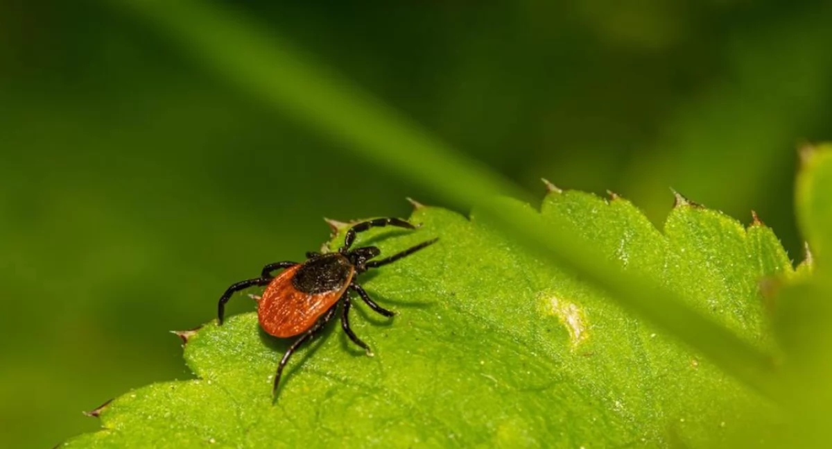 Stopping Infection at the Source: A Breakthrough in Tick-Borne Disease Research