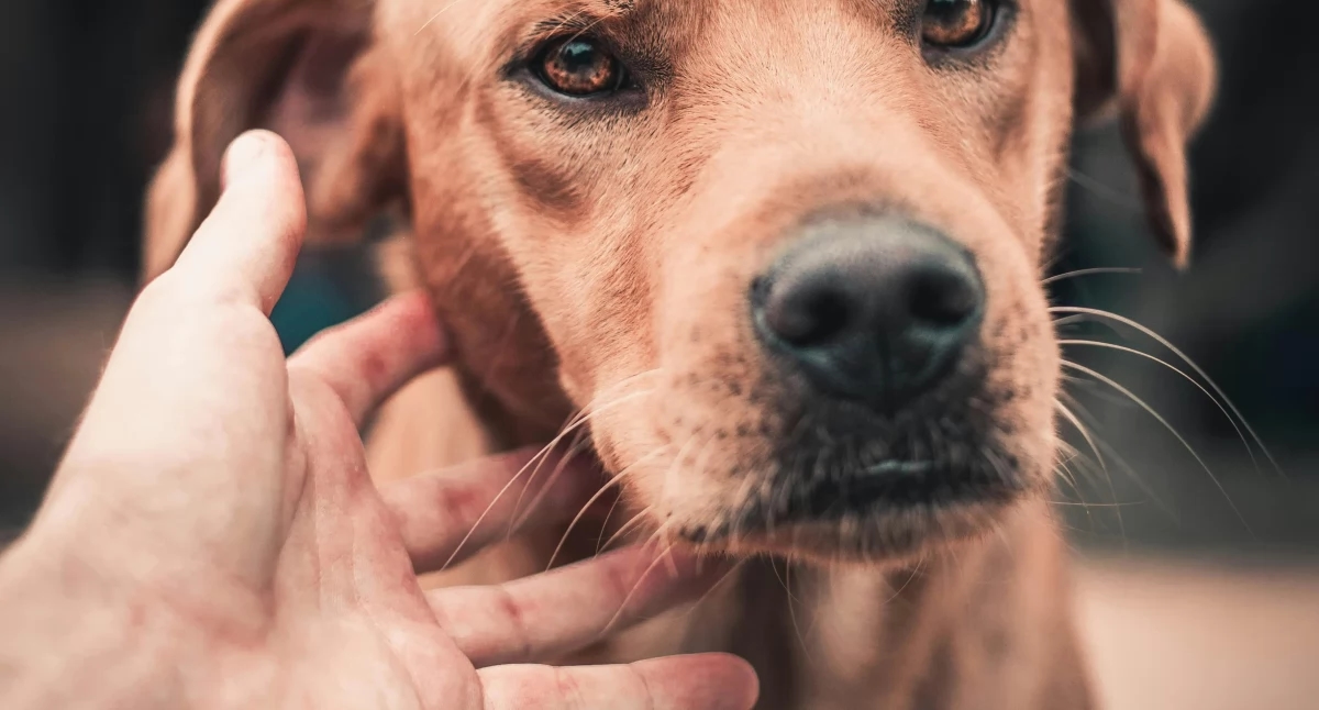 Cães que detectam doenças: o olfato canino – a ferramenta de diagnóstico mais poderosa para a doença de Parkinson