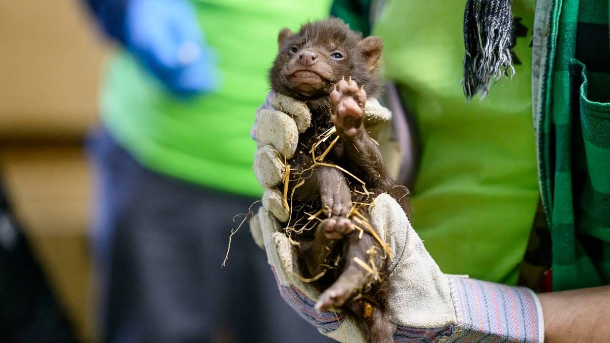 Um evento extraordinário no Zoológico de Łódź. Nasceram três embaladores