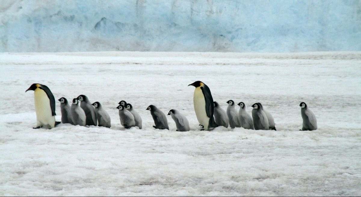 Spanische Wissenschaftler entdecken, dass Pinguine die Antarktis verschmutzen: „Die Umwelt ist nicht mehr unverändert.“