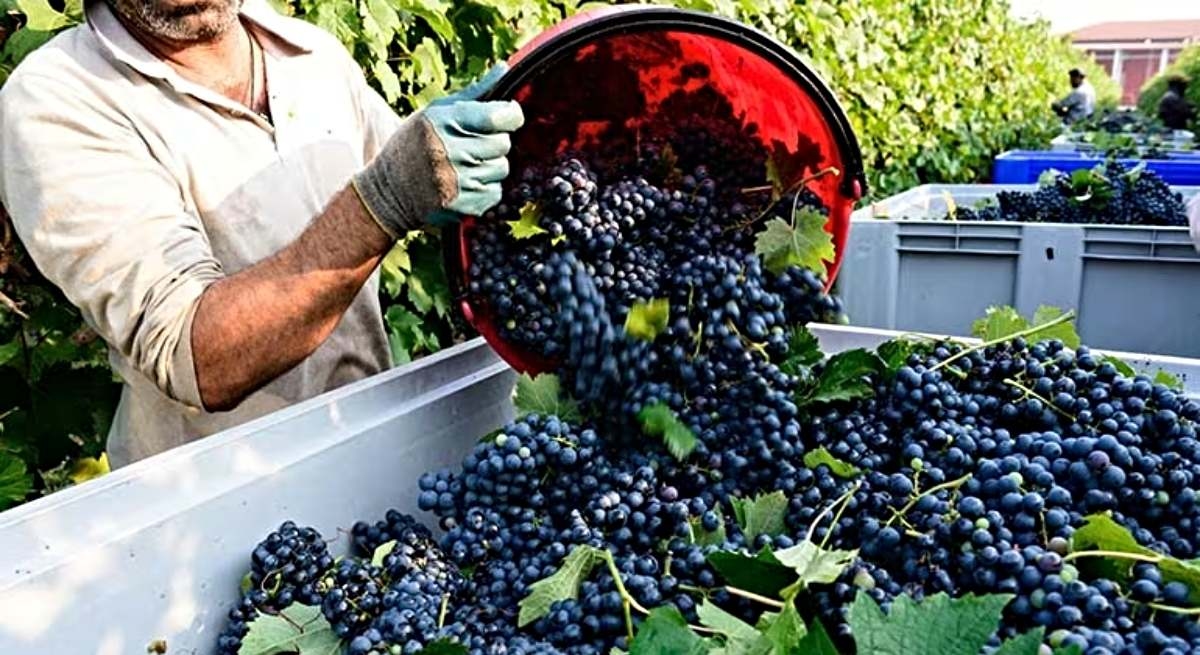 Aufgrund der schlechten Witterungsbedingungen wird die Ernte mit 116.400 Hektar weniger eintreffen.
