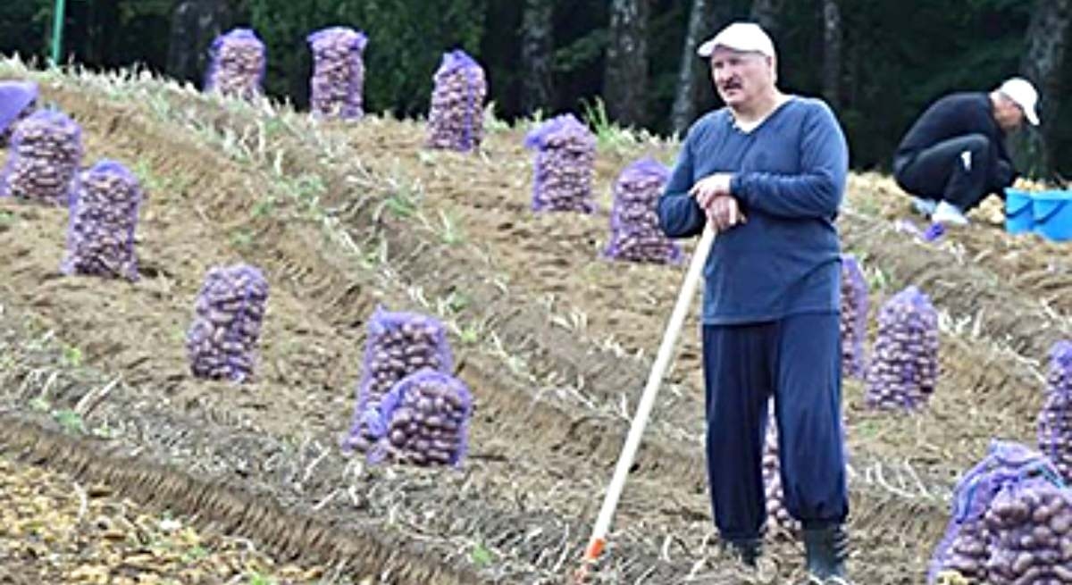 "Si comemos patatas, no adelgazamos": Bielorrusia vive un 'patatús' tras pedir Lukashenko que no se consuma el tubérculo