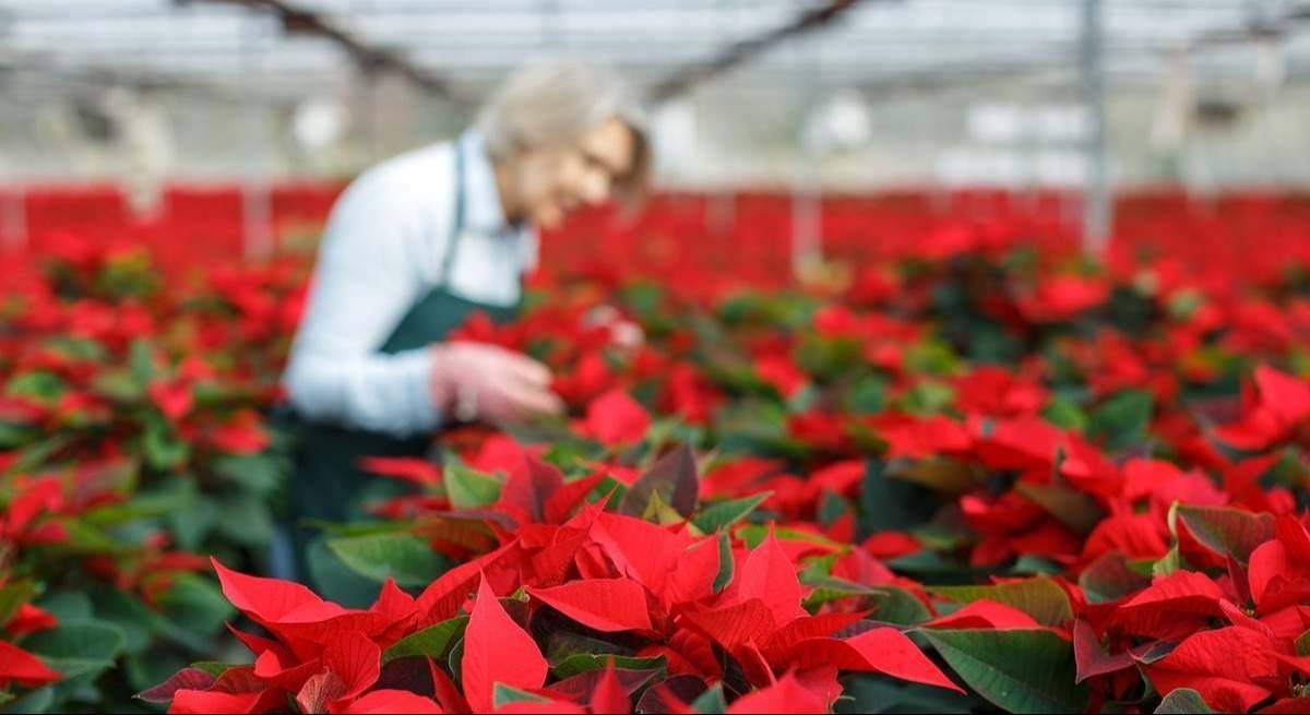 Plantaespaña prevé exportar 450.000 flores de Pascua de Almería