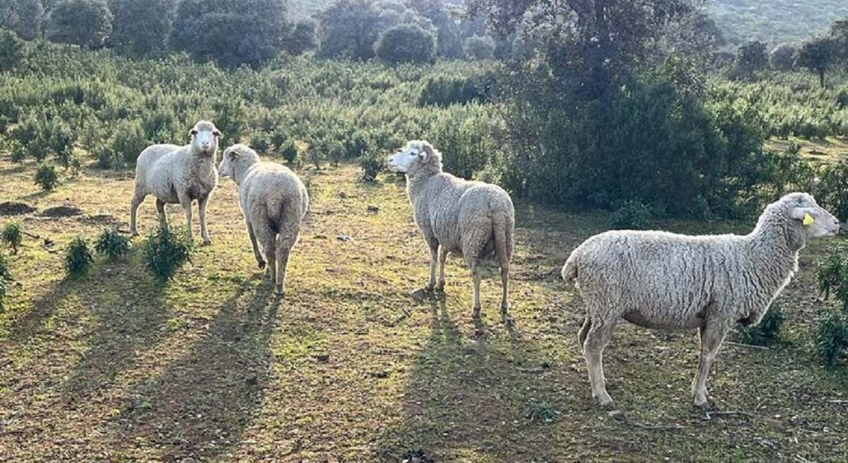 Blauwtongziekte bedreigt opnieuw veehouders in Extremadura