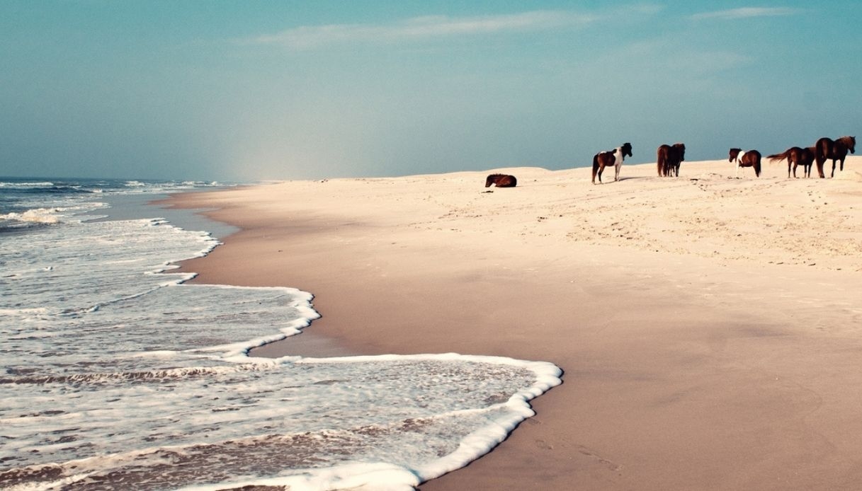 Assateague, the enchanted island where wild horses gallop between sea, dunes and legends