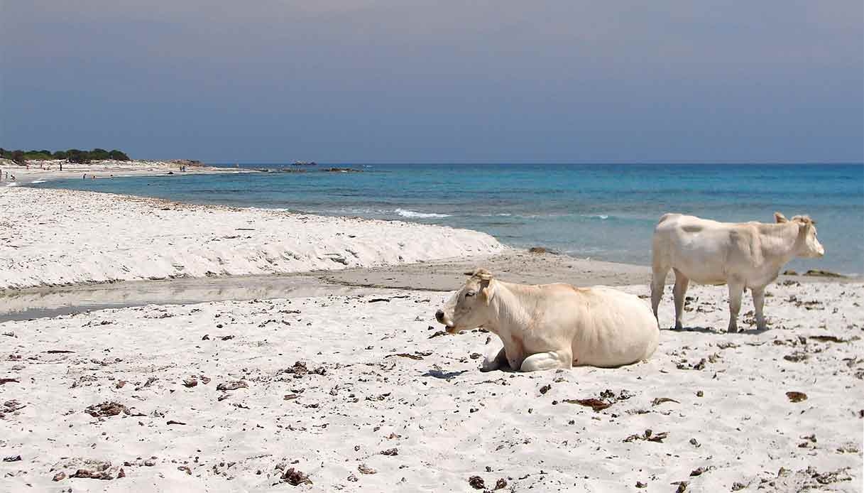 Bèrchida, la spiaggia con le mucche della Sardegna