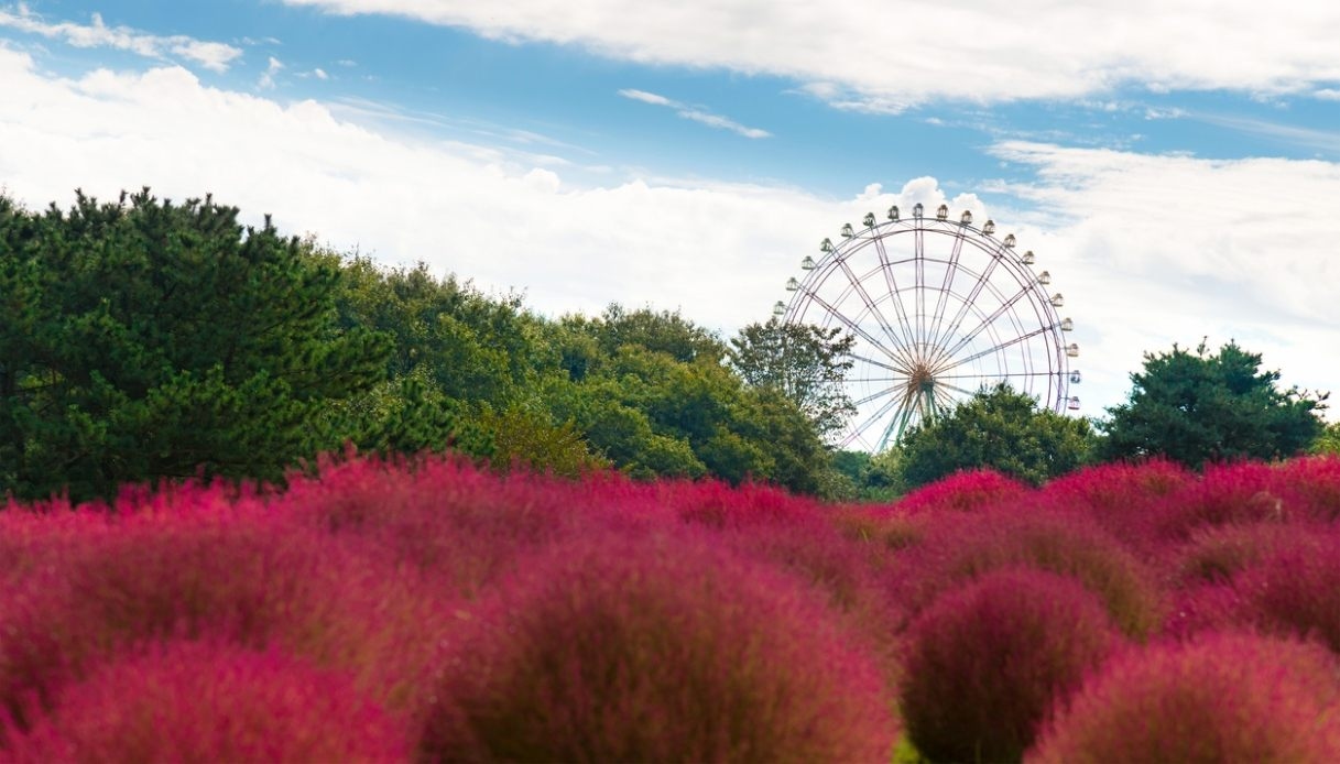 Mehr als nur Kirschbäume: Hitachi Seaside Park, ein bezaubernder rosa Teppich in Japan