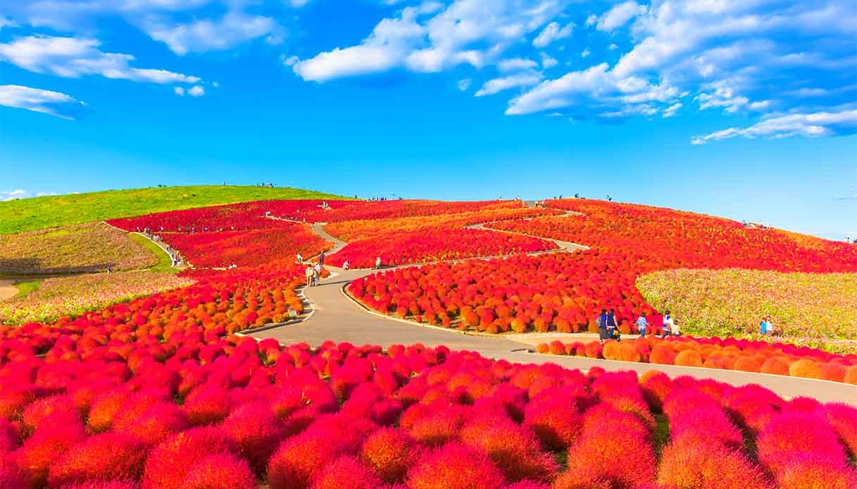 Más que cerezos: Hitachi Seaside Park, una encantadora alfombra rosa en Japón