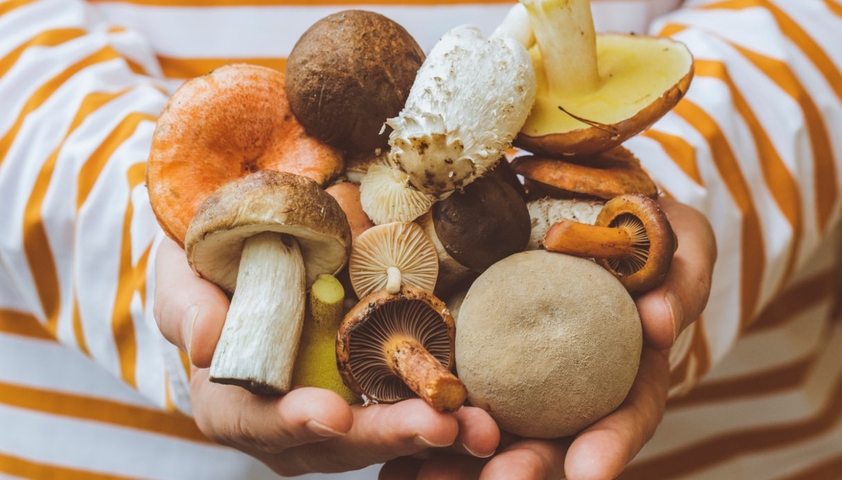 De beste paddenstoelenfestivals van Italië: evenementen die u in de herfst van 2025 niet mag missen