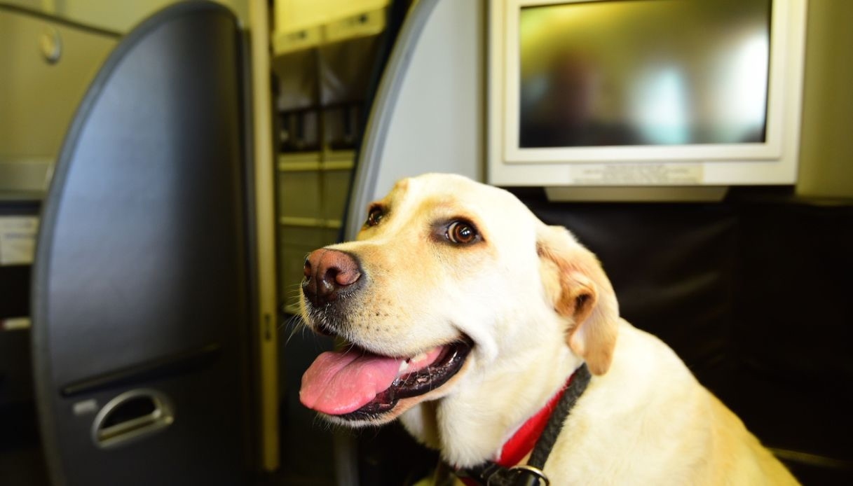 Büyük köpeklerle ilk uçuş resmen başladı, yeni kurallar