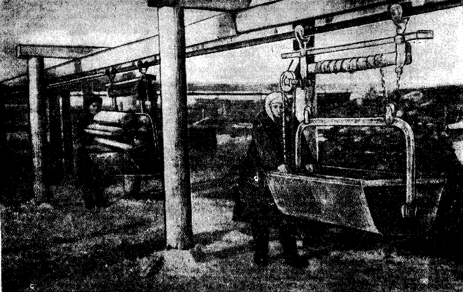 Chronicle 1954. ("Sovyet Sahalin" sayfalarından)
