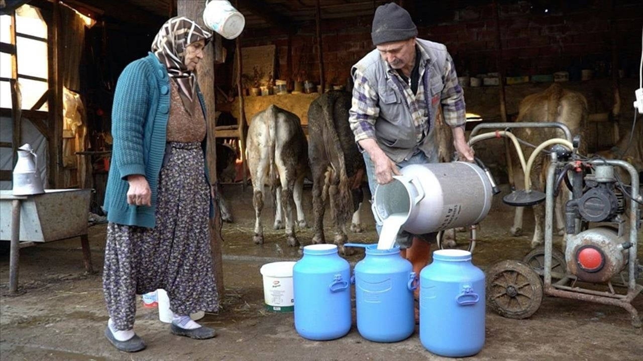 Milchkühe werden am Eid geschlachtet