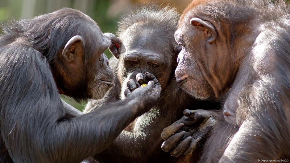 Origin of celebration? Monkeys consume alcohol together