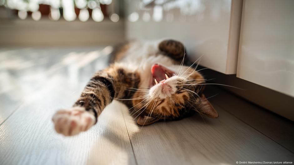 Dia Mundial do Gato: Miau! Os gatos dominam o mundo