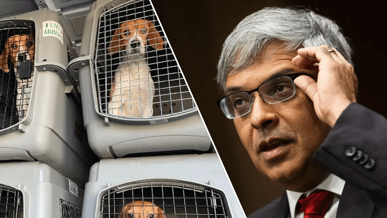 El NIH cierra laboratorios de experimentación acusados ​​de matar brutalmente a miles de beagles durante más de 40 años