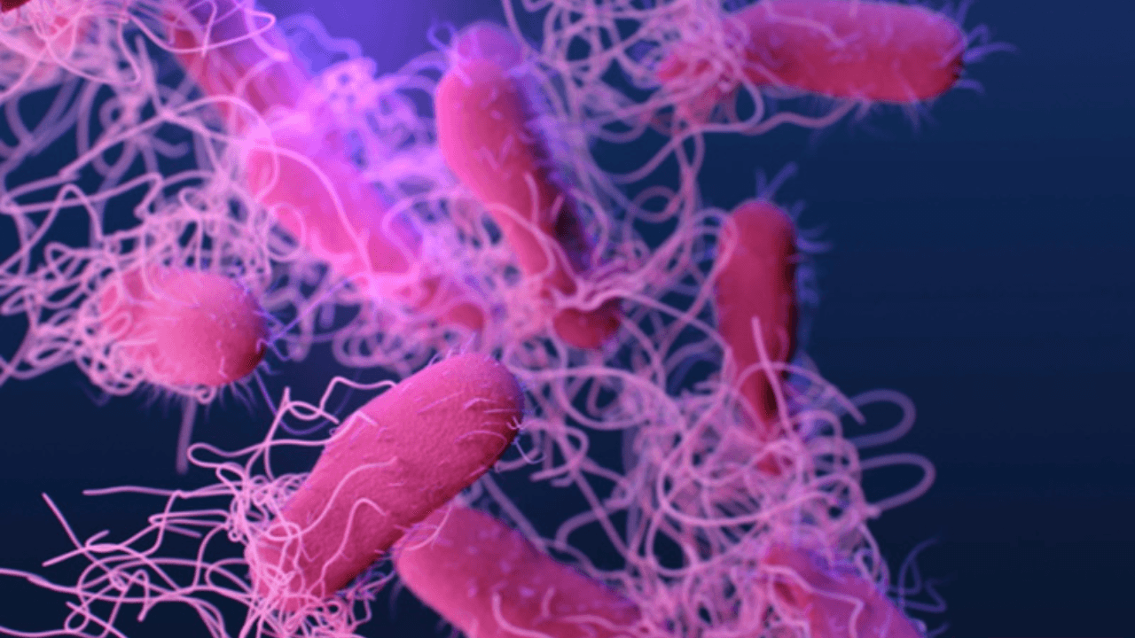Salmonella alert in the US! 7 people hospitalized