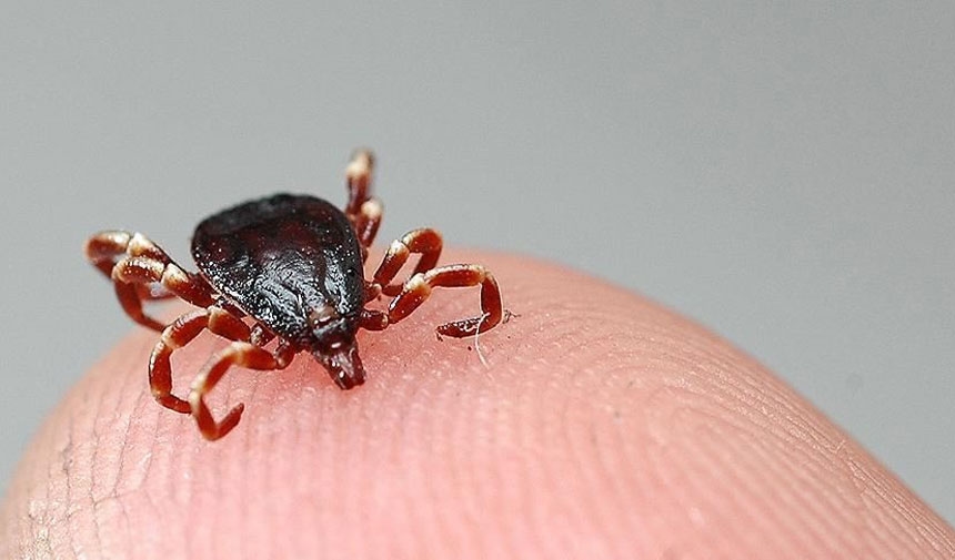 This time the tick took a life in Bolu!