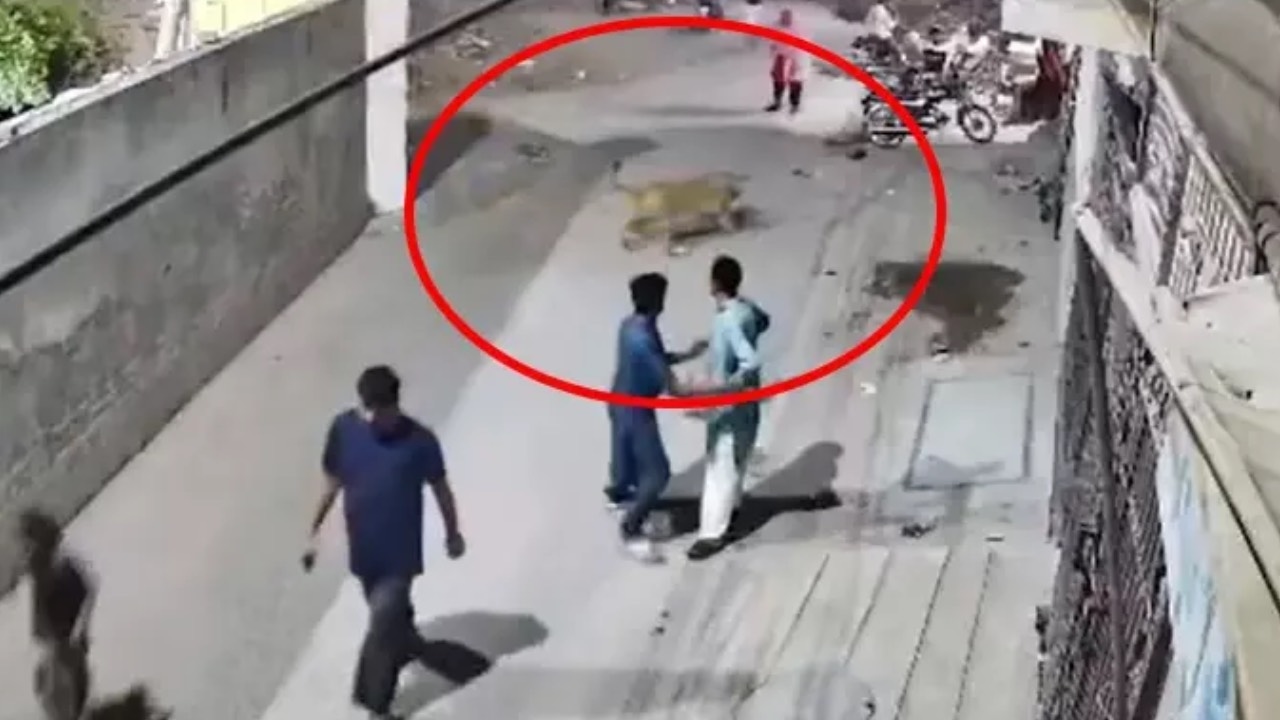 ¡El león que trepó el muro causó terror! Hirió a la mujer y a sus hijos.