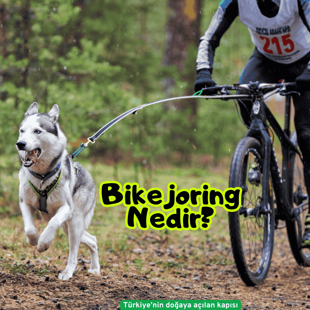 O que é Bikejoring?