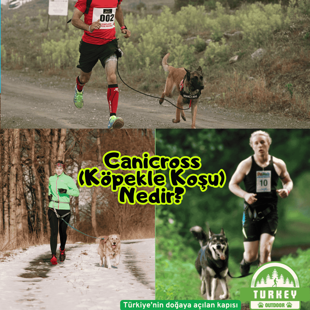 O que é Canicross (Corrida de Cães)?