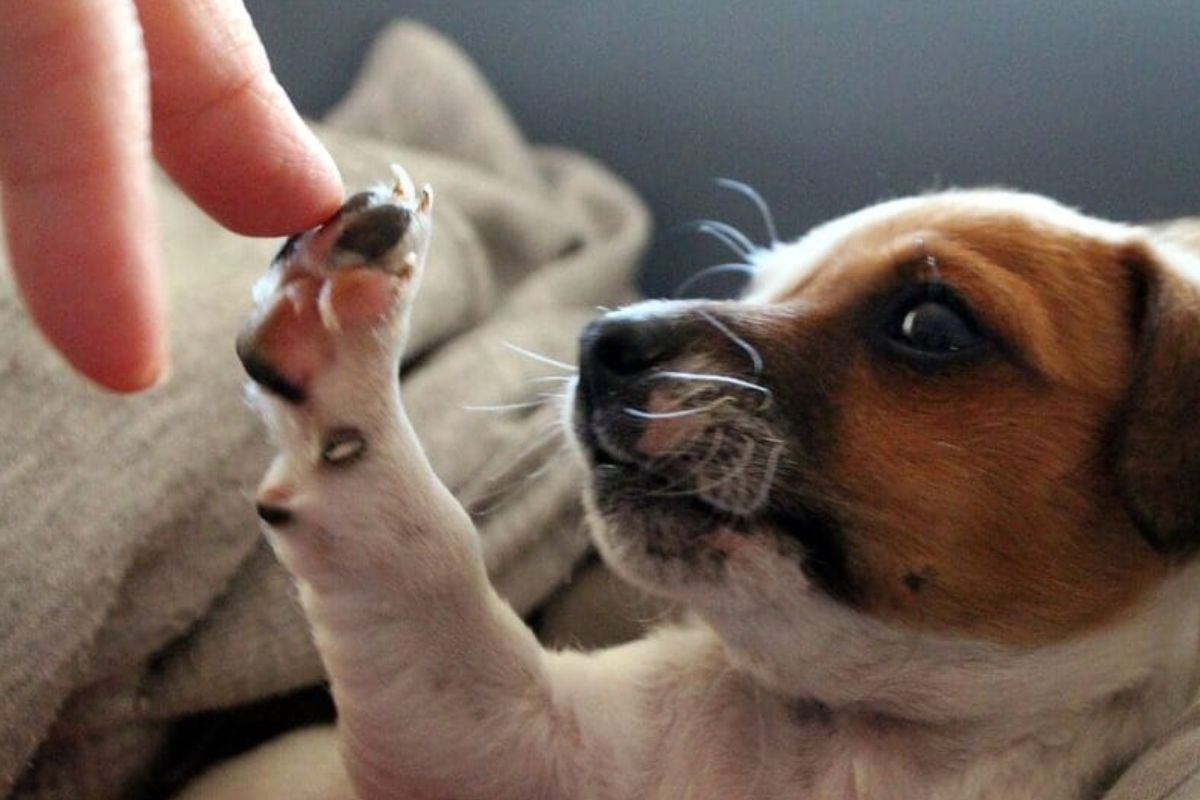 Découvrez ce que votre chien veut « dire » lorsqu’il touche votre maître avec sa patte