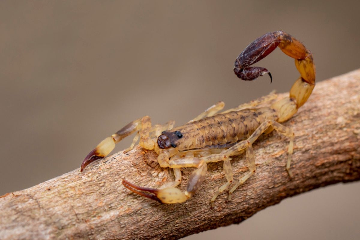 Find out which plant is best for keeping yellow scorpions away from your home.