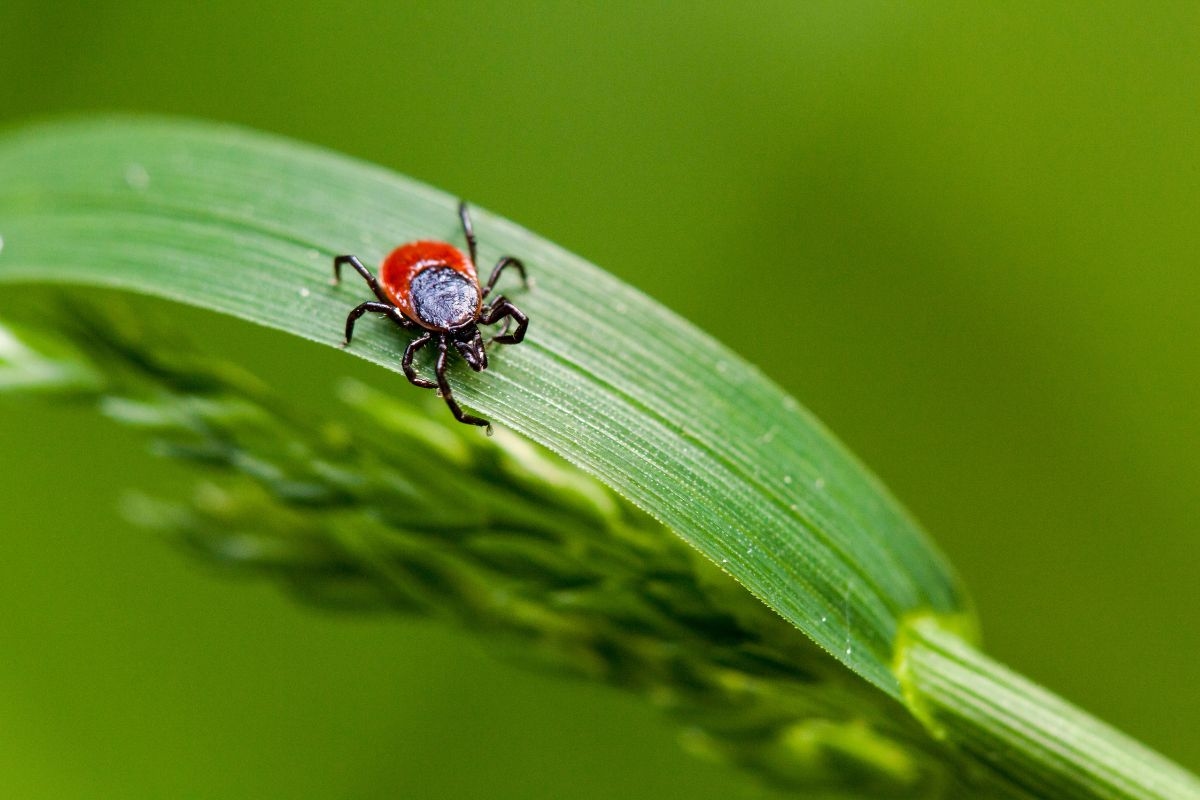 4 plants that help keep ticks away and also perfume your home