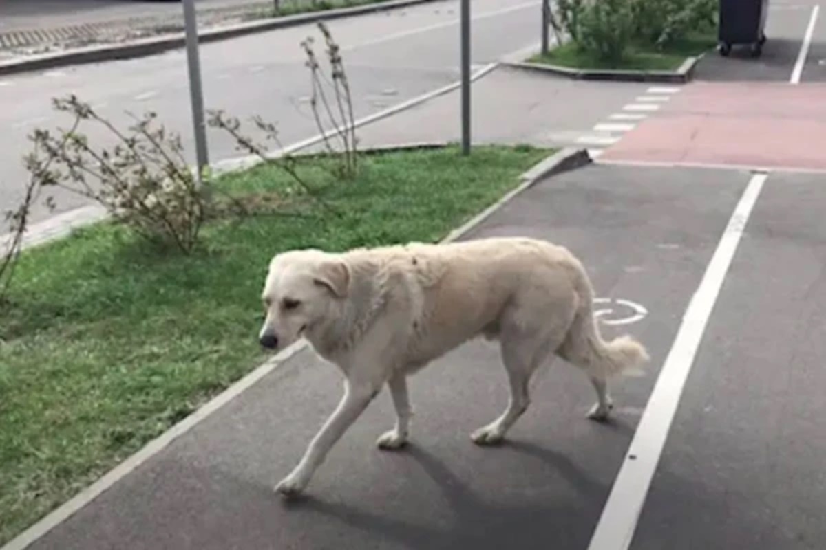 Cadela emociona ao encontrar cobertor de tutora em parque; confira