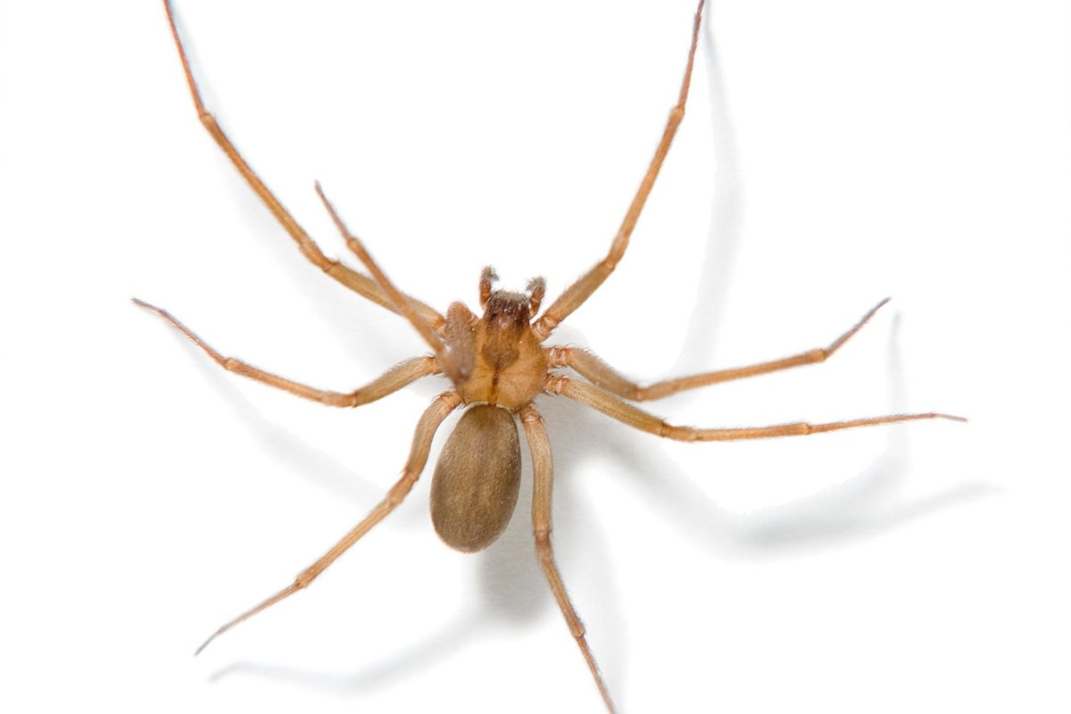 Picada de aranha-marrom pode causar necrose; saiba como se proteger