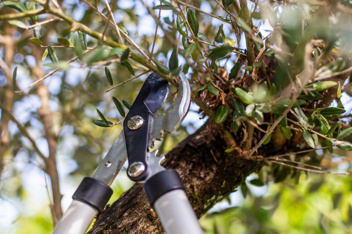 Spring: Biologist reveals three trees that produce more with pruning