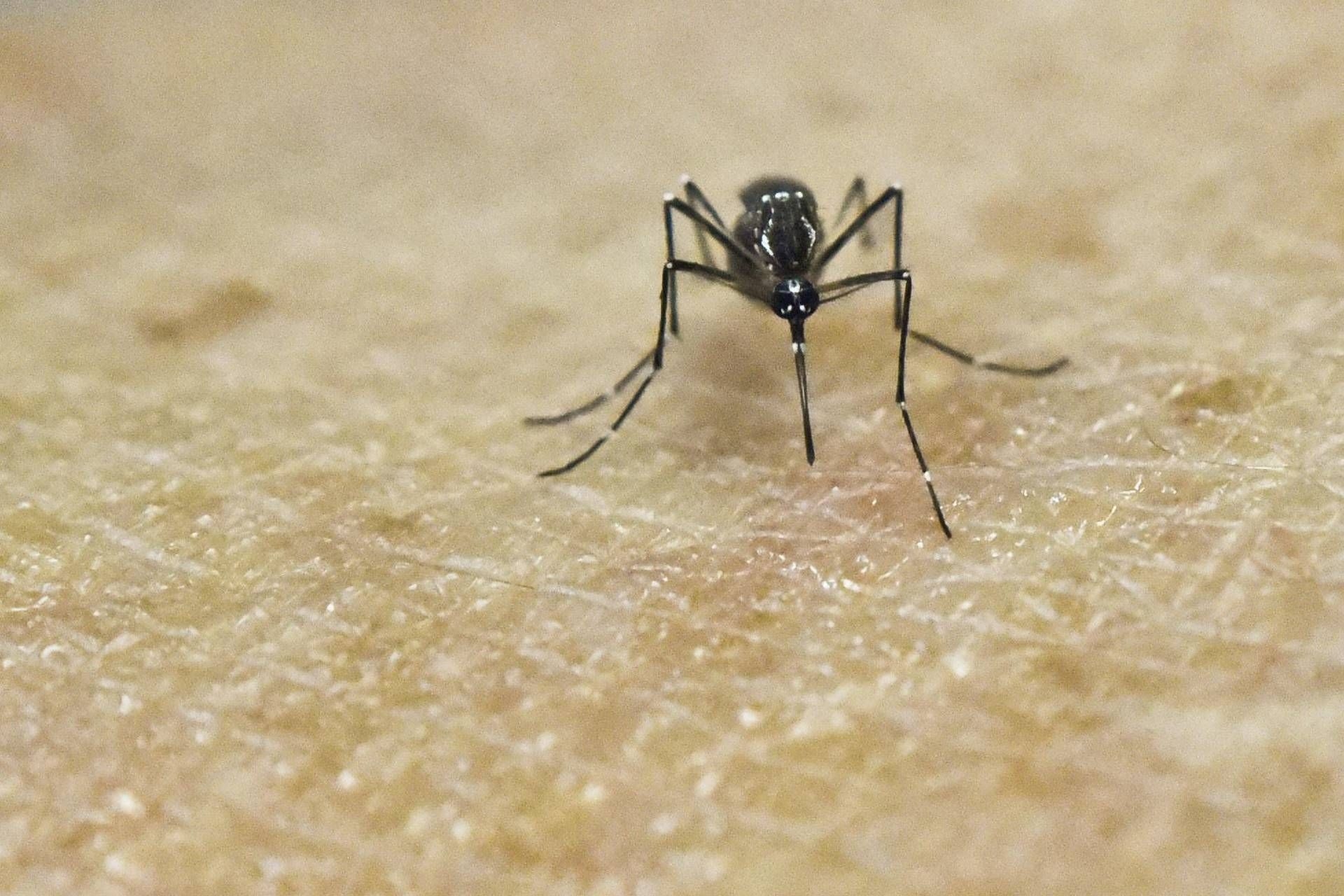 Chikungunya vaccine available in Italy from October 30th