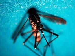 West Nile, in Italia 89 casi da inizio anno: 57 in più in 1 settimana