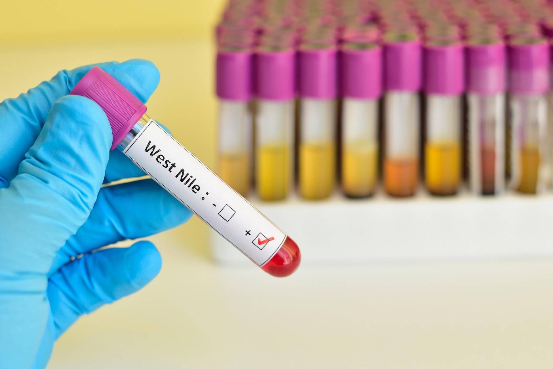 West-Nil-Virus: Laut ECDC-Bericht ist Italien in Europa führend bei den Fällen beim Menschen.