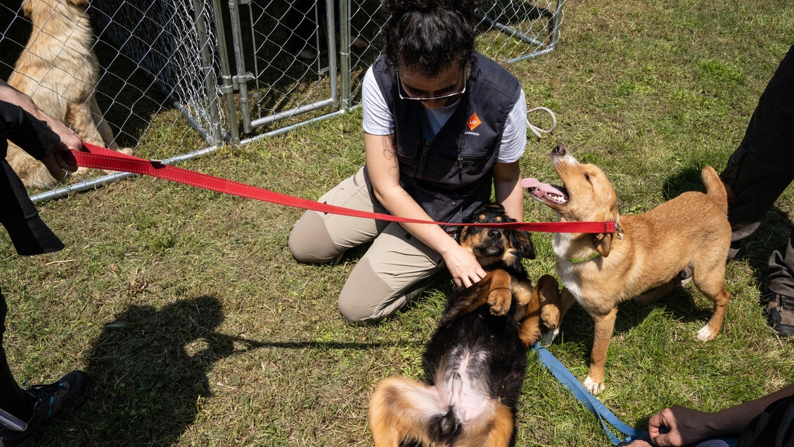 Les chiens comme donneurs de sang, accord zooprophylactique Venise-Enpa