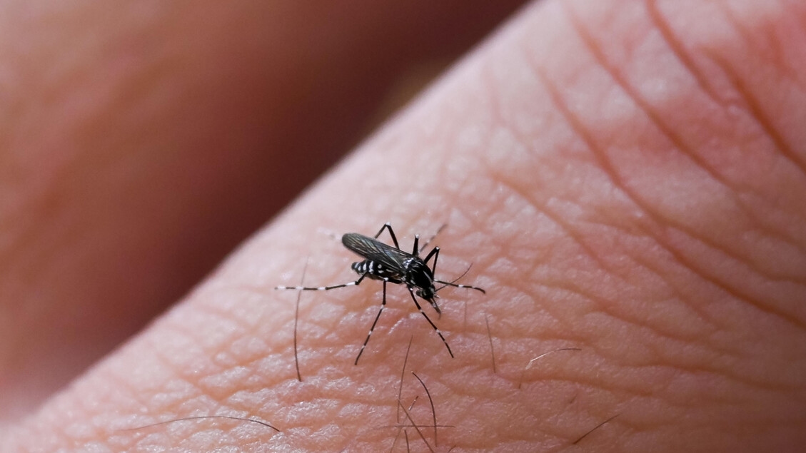 Carpi'de iki yeni Chikungunya vakası; yaşlı çiftin durumu iyi.
