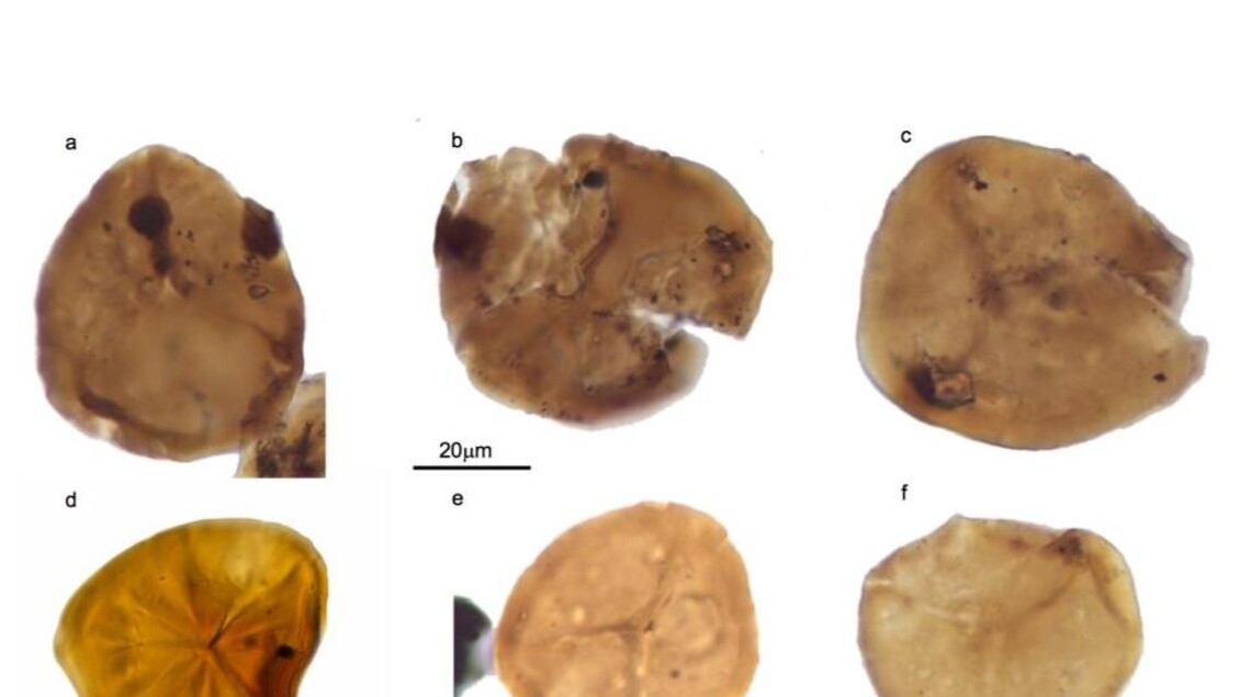 Fossil remains in the Alps bear witness to geological transformations