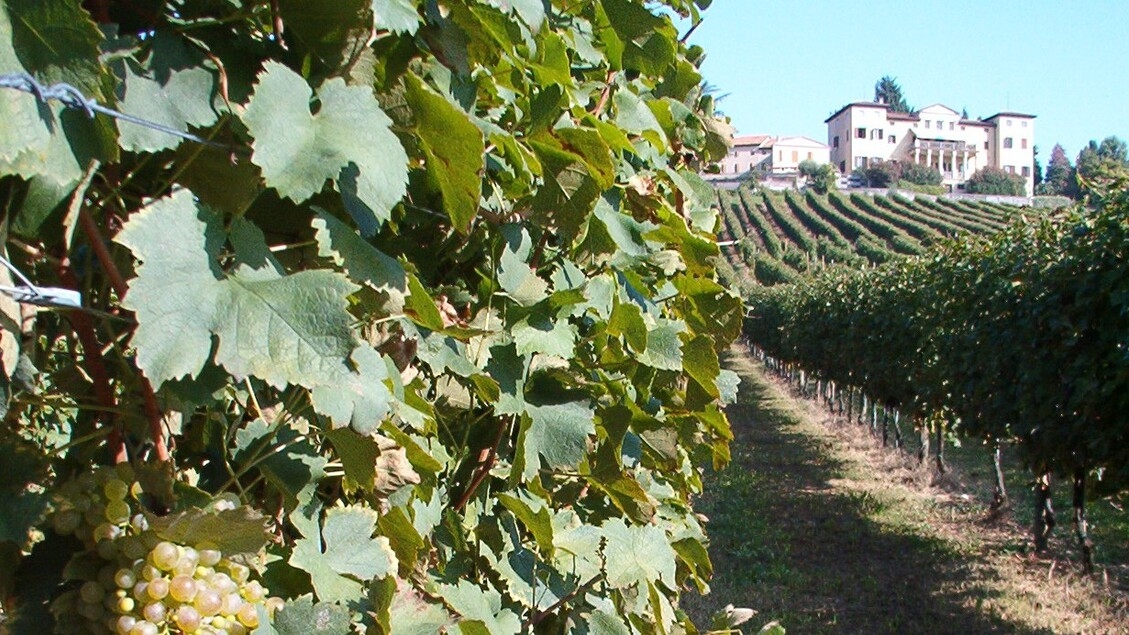 Prosecco and Asiago: the best pairings, balancing harmony and contrast.