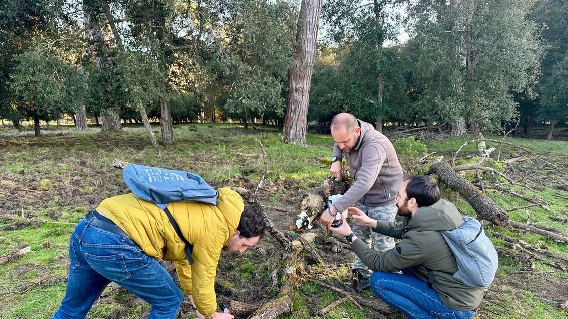 La IA reconoce y cuenta jabalíes y ciervos en el parque de San Rossore